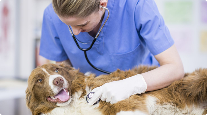 Для домашних животных