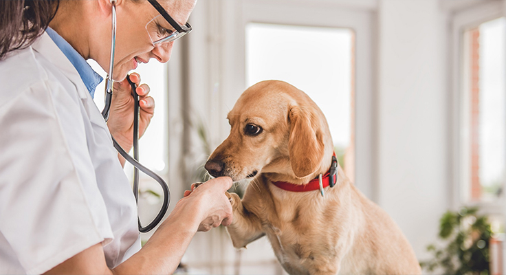 Цзянсу Диншунь Медицинские Продукции Лтд.